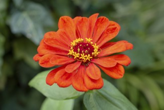 Red zinnia (Zinnia elegans) with bright petals in a green environment, Neunkirchen, Lower Austria,