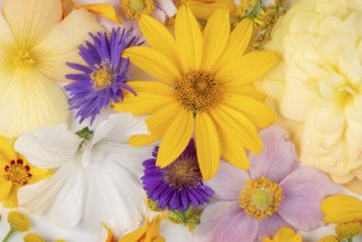 Varied colourful flowers arranged on a light background