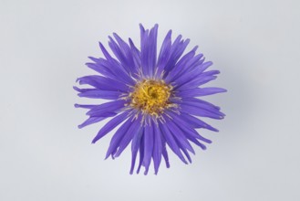 Purple blossom of the autumn aster (Symphyotrichum) on a white background