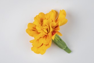 Bright yellow Tagetes flower with green stem on a white background