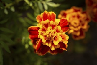 Bright orange flower of Tagetes (Tagetes) in close-up under sunlight, Neunkirchen, Lower Austria,