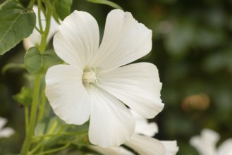 Close-up of a white cup mallow (Lavatera) flower in front of a blurred background, Neunkirchen,