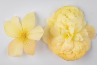 Two yellow begonia flowers on a white background