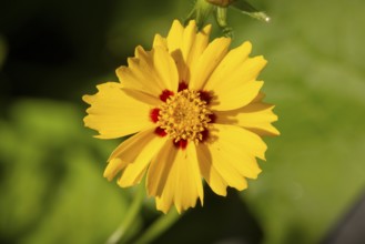 Bright yellow flower, girl's eye (Coreopsis) in sunlight, Neunkirchen, Lower Austria, Austria