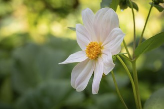 White dahlia (Dahlia) with yellow centre in front of a blurred, natural background, Neunkirchen,