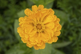 Yellow zinnia (Zinnia elegans) in full bloom on a blurred green background, Neunkirchen, Lower