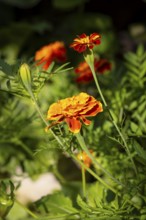 Bright orange-coloured flowers of Tagetes in a green garden under sunlight, Neunkirchen, Lower