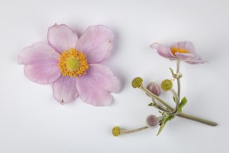Pink flower and inflorescence of the autumn anemone (Anemone hupehensis) on a white background
