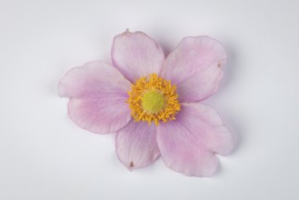 Pink flower of the autumn anemone (Anemone hupehensis) on a white background