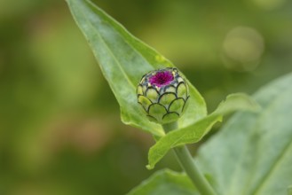 Small bud of zinnia (Zinnia elegans) with green leaves and pink tip in the garden, Neunkirchen,
