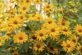 Group of yellow flowers of Heliopsis, Neunkirchen, Lower Austria, Austria