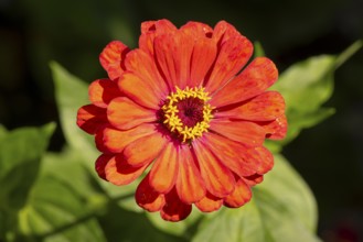 Red zinnia (Zinnia elegans) with bright petals in sunlight, Neunkirchen, Lower Austria, Austria