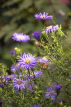 Purple autumn asters (Symphyotrichum) with fine leaves in a natural garden setting, Neunkirchen,