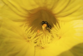 Close-up of a wild bee (Apidae) in a yellow flower of the nasturtium (Tropaeolum), Neunkirchen,
