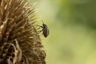 Nymph of the Nezara viridula (Nezara viridula) on a seed head of the cardoon (Dipsacus),