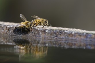 Bees at a water basin, reflection, macro photography, summer, Germany