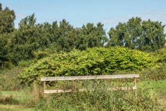 Flowering Japanese Knotweed (Fallopia Japonica), an invasive piece on a meadow in Ystad, Skåne