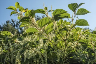 Flowering Japanese Knotweed (Fallopia Japonica), an invasive piece in a forest clearing in Ystad,