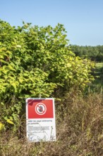 Invasive plant control of Japanese Knotweed, Fallopia japonica, in Ystad, Skåne county, Sweden,