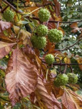 Chestnut leaves and fruit at autumn in Ystad, Skåne County, Sweden, Scandinavia