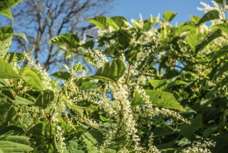Flowering Japanese Knotweed (Fallopia Japonica), an invasive piece in a forest clearing in Ystad,