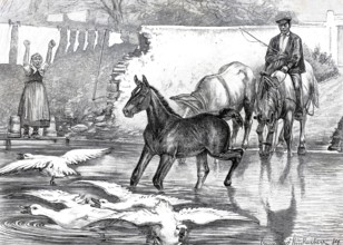 Farmer has come to the river with the horses, the foal is romping in the water and has frightened