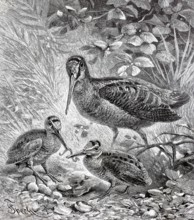 Woodcock, Scolopax rusticola, with young birds, Historical, authentic, digitally restored