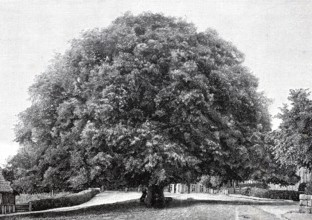 The Bordesholm lime tree, old winter lime tree, Tilia cordata, in 1890, Bordesholm in the district