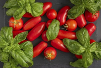 Bright red tomatoes next to fresh basil on a dark slate plate