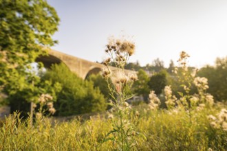 Blooming flowers in the foreground, in front of a bridge in sunny weather, small town Perle Nagold,