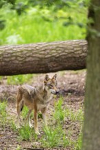 Eurasian wolf (Canis lupus lupus) standing in a forest, Hesse, Germany