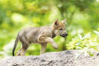 Eurasian wolf (Canis lupus lupus) cub (youngster) walking on a little sand hill in the forest,