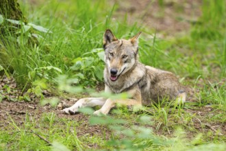 Eurasian wolf (Canis lupus lupus) lying in a forest, Hesse, Germany