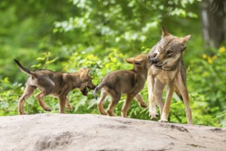 Eurasian wolf (Canis lupus lupus) mother playing with her cubs (youngster) on a little sand hill in
