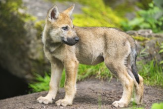 Eurasian wolf (Canis lupus lupus) cub (youngster) standing on a little sand hill in the forest,