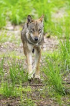Eurasian wolves (Canis lupus lupus), walking in the forest, Hesse, Germany
