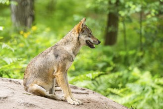 Eurasian wolf (Canis lupus lupus) sitting on a little sand hill in the forest, Hesse, Germany