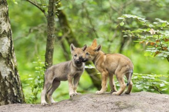 Eurasian wolf (Canis lupus lupus) cubs (youngster) on a little sand hill in the forest, Hesse,
