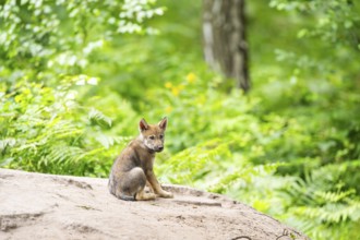 Eurasian wolf (Canis lupus lupus) cub (youngster) sitting on a little sand hill in the forest,