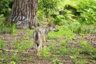 Eurasian wolf (Canis lupus lupus) standing in a forest, Hesse, Germany