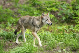 Eurasian wolves (Canis lupus lupus), walking in the forest, Hesse, Germany