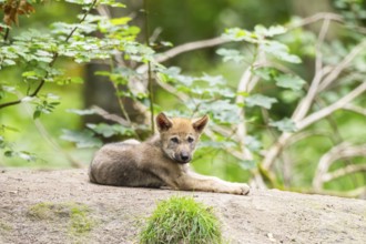 Eurasian wolf (Canis lupus lupus) cub (youngster) lying on a little sand hill in the forest, Hesse,