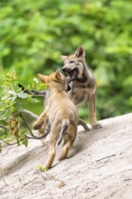 Eurasian wolf (Canis lupus lupus) cubs (youngster) on a little sand hill in the forest, Hesse,
