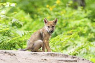 Eurasian wolf (Canis lupus lupus) cub (youngster) sitting on a little sand hill in the forest,