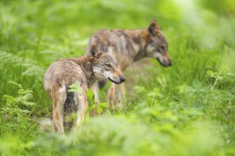 Eurasian wolf (Canis lupus lupus) walking in a forest, Hesse, Germany