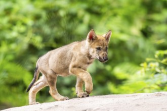 Eurasian wolf (Canis lupus lupus) cub (youngster) walking on a little sand hill in the forest,
