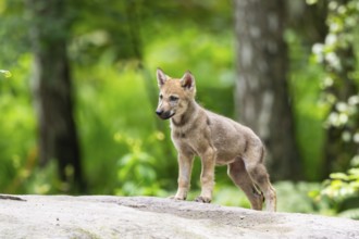 Eurasian wolf (Canis lupus lupus) cub (youngster) standing on a little sand hill in the forest,