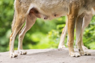Eurasian wolf (Canis lupus lupus), teats, milk, detail, Hesse, Germany