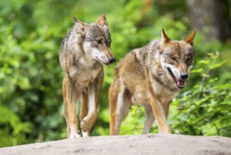 Eurasian wolves (Canis lupus lupus) walking on a little sand hill in the forest, Hesse, Germany