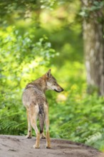 Eurasian wolf (Canis lupus lupus) standing on a little sand hill in the forest, Hesse, Germany